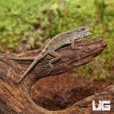 Y NOT Anole (Anolis sagrei) For Sale - Underground Reptiles