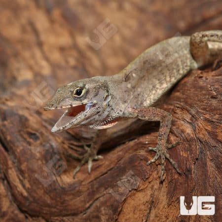 Anole lizard with open mouth on tree bark, showcasing vibrant colors and natural habitat.