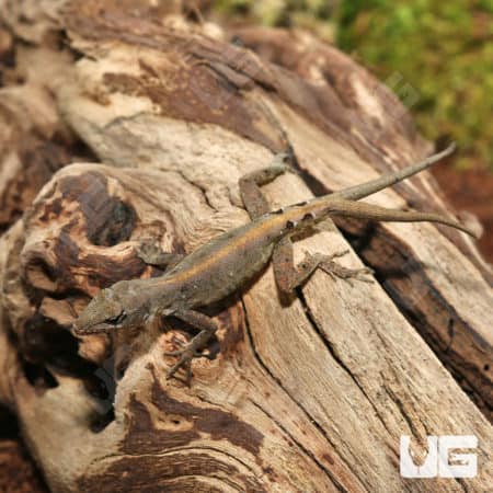 Y NOT Anole (Anolis sagrei) For Sale - Underground Reptiles