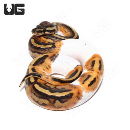 Hypo Het Pied Ball Python (Python regius) For Sale - Underground Reptiles