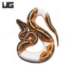 Hypo Het Pied Ball Python (Python regius) For Sale - Underground Reptiles