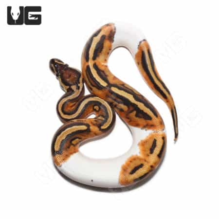 Hypo Het Pied Ball Python (Python regius) For Sale - Underground Reptiles