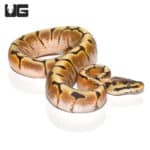 Baby Spider Enchi Ball Python (Python regius) For Sale - Underground Reptiles
