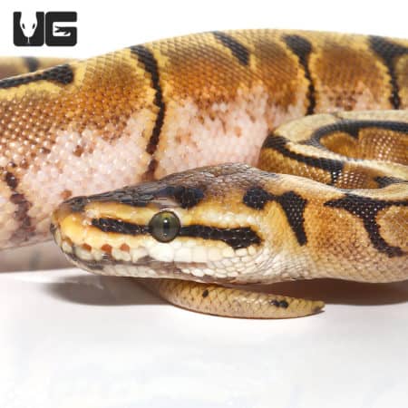 Baby Spider Enchi Ball Python (Python regius) For Sale - Underground Reptiles