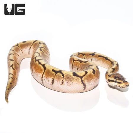 Baby Spider Enchi Ball Python (Python regius) For Sale - Underground Reptiles