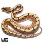 Baby Spider Enchi Ball Python (Python regius) For Sale - Underground Reptiles