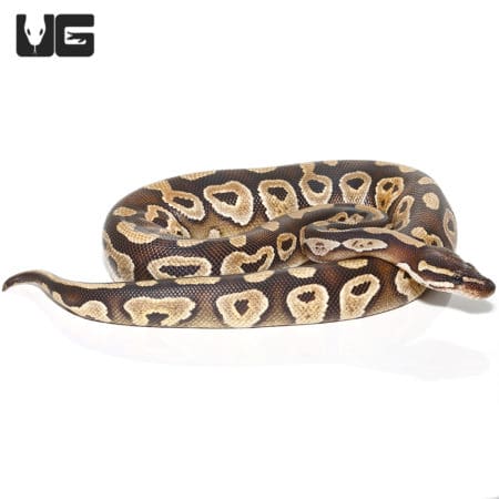 Mojave Ball Python (Python regius) For Sale - Underground Reptiles