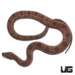 Brown Water Snakes (Nerodia taxispilota) For Sale - Underground Reptiles