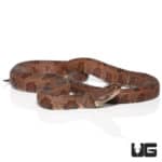 Brown Water Snakes (Nerodia taxispilota) For Sale - Underground Reptiles