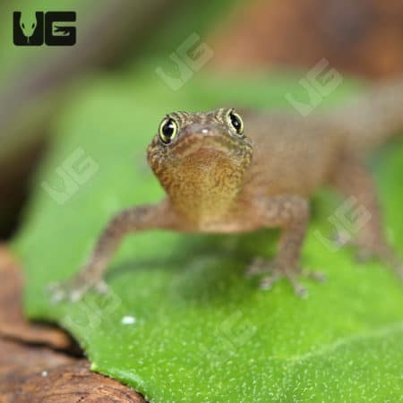 Ashy Geckos (Sphaerodactylus elegans) For Sale - Underground Reptiles