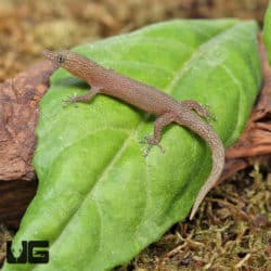 Ashy Geckos (Sphaerodactylus elegans) For Sale - Underground Reptiles