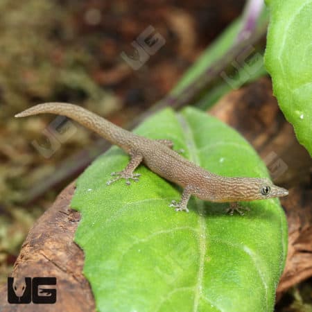 Ashy Geckos (Sphaerodactylus elegans) For Sale - Underground Reptiles