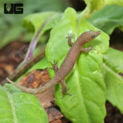 Ashy Geckos (Sphaerodactylus elegans) For Sale - Underground Reptiles