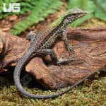 Baby Green Ameivas (Ameiva ameiva) For Sale - Underground Reptiles