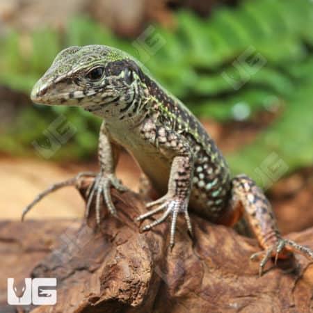 Baby Green Ameivas (Ameiva ameiva) For Sale - Underground Reptiles