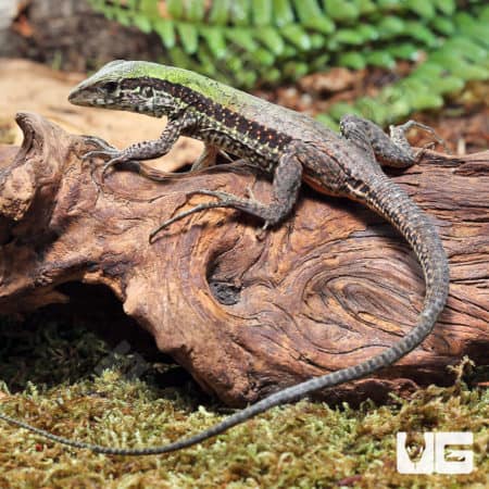 Baby Green Ameivas (Ameiva ameiva) For Sale - Underground Reptiles