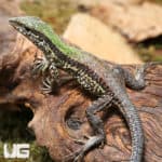 Baby Green Ameivas (Ameiva ameiva) For Sale - Underground Reptiles