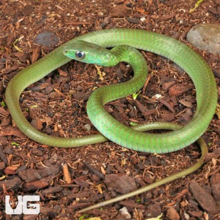 Smooth Machete Snakes For Sale - Underground Reptiles