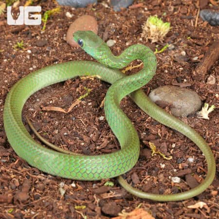 Smooth Machete Snakes For Sale - Underground Reptiles