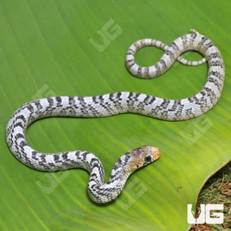 Yellowtail Cribo For Sale - Underground Reptiles
