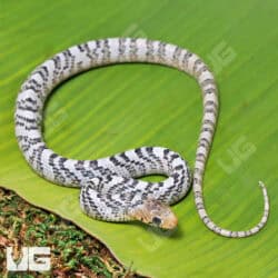 Yellowtail Cribo For Sale - Underground Reptiles