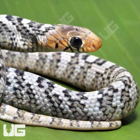 Yellowtail Cribo For Sale - Underground Reptiles