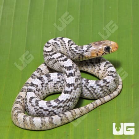 Yellowtail Cribo For Sale - Underground Reptiles