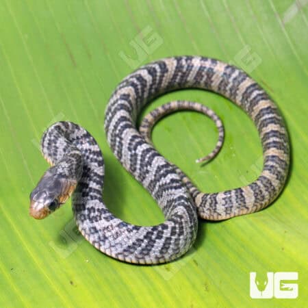 Yellowtail Cribo For Sale - Underground Reptiles