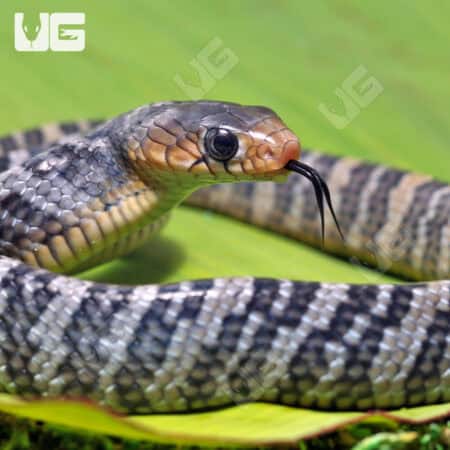 Yellowtail Cribo For Sale - Underground Reptiles