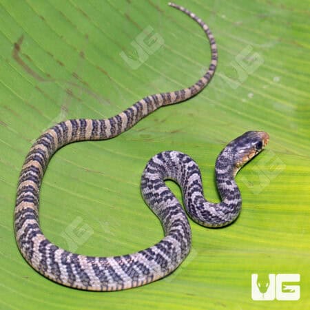 Yellowtail Cribo For Sale - Underground Reptiles