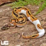 洋書　Python regius Das Kompendium ToffinoBlackPastelBallPython.