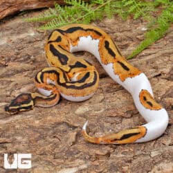 Leopard Pied Ball Python (Python regius) For Sale - Underground Reptiles