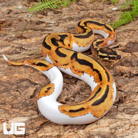 Leopard Pied Ball Python (Python regius) For Sale - Underground Reptiles