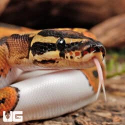 Leopard Pied Ball Python (Python regius) For Sale - Underground Reptiles