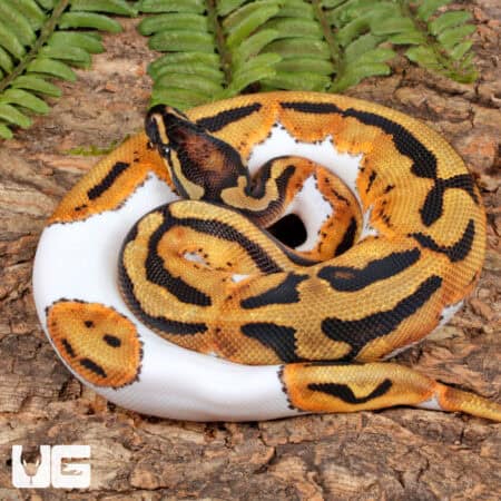 Leopard Pied Ball Python (Python regius) For Sale - Underground Reptiles