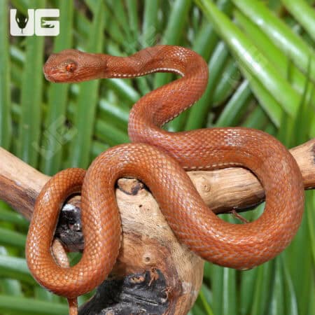 Red Purple Spotted Pit Vipers (Trimerusurus pupureomaculatus) For Sale - Underground Reptiles