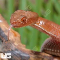 Red Purple Spotted Pit Vipers (Trimerusurus pupureomaculatus) For Sale - Underground Reptiles