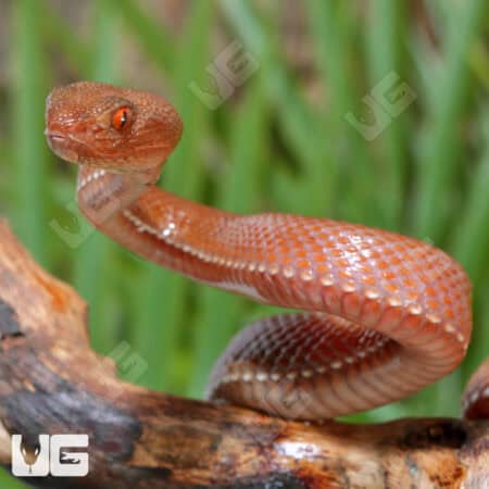 Red Purple Spotted Pit Vipers (Trimerusurus pupureomaculatus) For Sale - Underground Reptiles