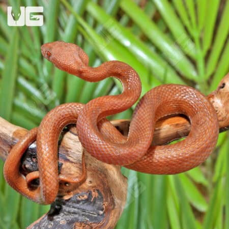 Red Purple Spotted Pit Vipers (Trimerusurus pupureomaculatus) For Sale - Underground Reptiles