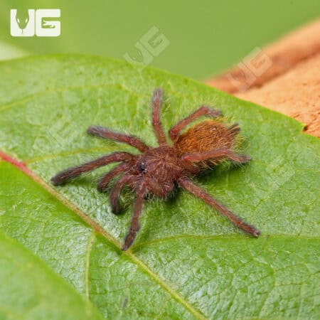 Usambara Orange Baboon Tarantulas For Sale - Underground Reptiles