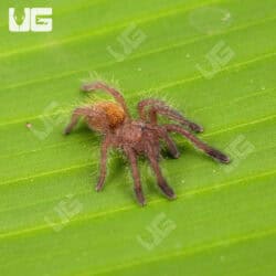 Usambara Orange Baboon Tarantulas For Sale - Underground Reptiles