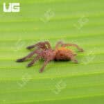 Usambara Orange Baboon Tarantulas For Sale - Underground Reptiles