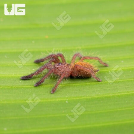 Usambara Orange Baboon Tarantulas For Sale - Underground Reptiles