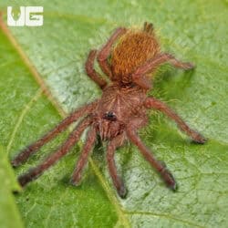 Usambara Orange Baboon Tarantulas For Sale - Underground Reptiles