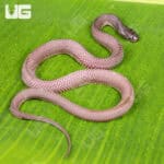 African File Snake For Sale - Underground Reptiles