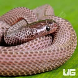 African File Snake For Sale - Underground Reptiles