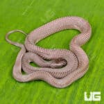 African File Snake For Sale - Underground Reptiles
