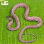 African File Snake For Sale - Underground Reptiles