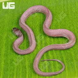 African File Snake For Sale - Underground Reptiles