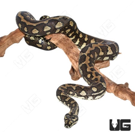 Jungle Carpet Pythons (Morelia spilota cheynei) For Sale - Underground Reptiles